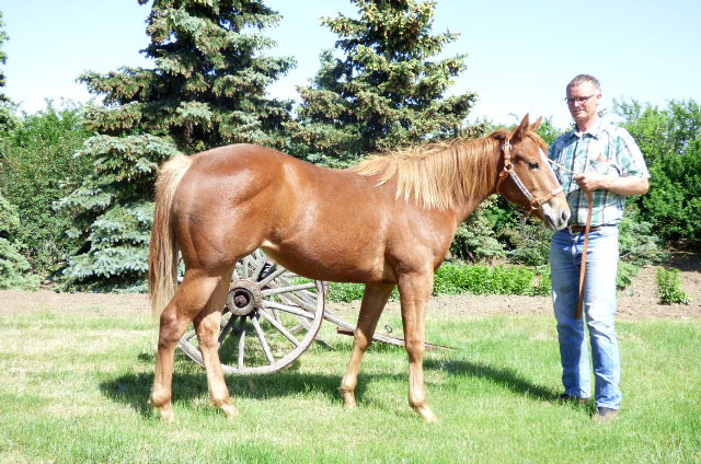 FOR SALE: 2015 HEZGOTTABEFAMOUS filly out of Shes In Rare Form by Rare Form si120 out of a daughter of Hempen