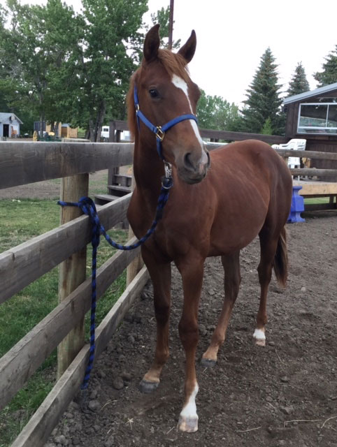 2015 FAST MOON CHIC gelding out of a gritty, tough running working cowbred mare