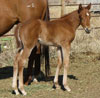 Hortons Rebel Jet foal