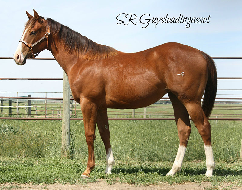 SR Guysleadingasset - Sandy Ridge foal by A Classic Guy and Leading Asset -  2016 CBHI High Selling Horse for $16,000 to Joe & Lindsay Loomis. 