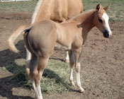 Root Beers Boots foal - Kim Vessey