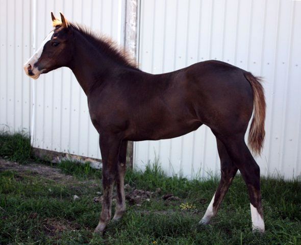 Root Beers Boots 2010 filly owned by Julia Vold