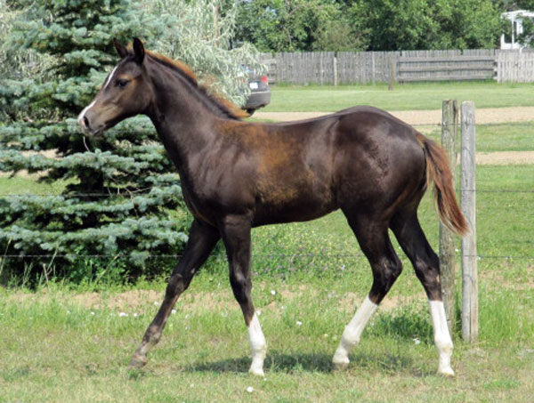 Root Beers Boots foal - Kayla Kunz