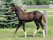 2010 Boots foal