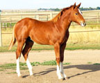 Crimson Jess foal -2008