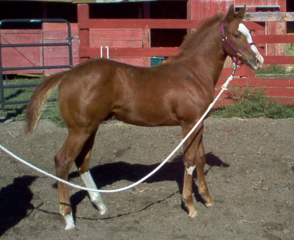 Crimson Jess foal