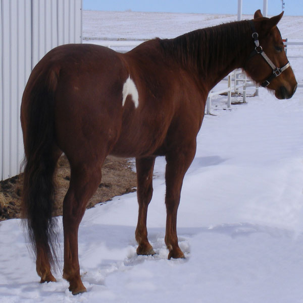 Genuine Lee Peppy - sired by Quarter Horse stallion Dudes Genuine San