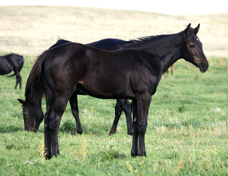 SR Chics Honor as a yearling