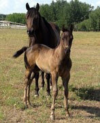 Fast Moon Chic foal