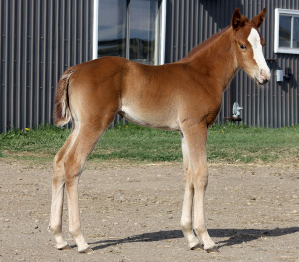 foal by Hezgottabefamous (own son of Dash Ta Fame) standing at Sandy Ridge Stallion Station