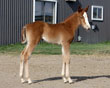 2009 foal by Hesgottabefamous