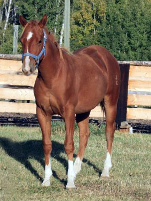 Prime Time Chivato Yearling - JC DASHING DUDE