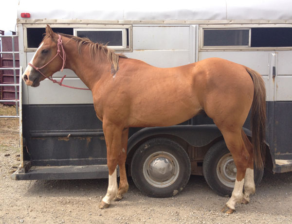 3 yr old Prime Time Chivato out of a Bunny /Rocket Wrangler mare. Owned by Tanya Schwark