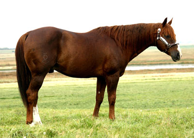 Lanas Cat - son of Leading cutting sire High Brow Cat