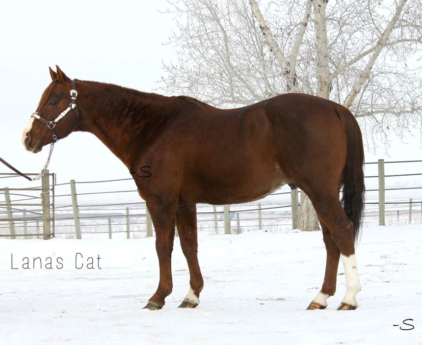 LANAS CAT, son of High Brow Cat, 10 year Leading Cutting Sire, offspring earnings in excess of $59,000,000 in cutting alone!