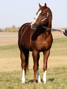 Turn N Fire - Sandy Ridge Stallion Station