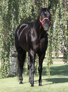 Fast Moon Chic - Sandy Ridge Stallion Station