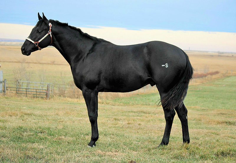 SR Chics Honor - standing at Sandy Ridge Stallion Station