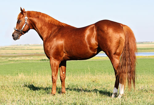 Crimson Jess - 2012 Leading Alberta Race Sire!