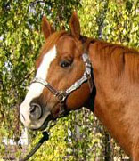 Crimson Jess - son of Mr. Jess Perry - Sandy Ridge Stallion Station