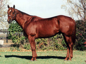 Dudes Genuine San - standing at Sandy Ridge Stallion Station