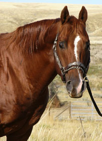 Docs Paradise - Sandy Ridge Stallion Station