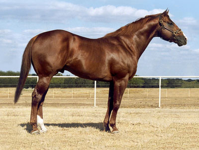 Plain Special - Sandy Ridge Stallion